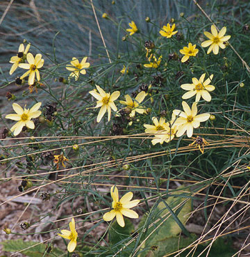 Coreopsis "Moonbeam"